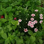 Casa Flor Două Mai