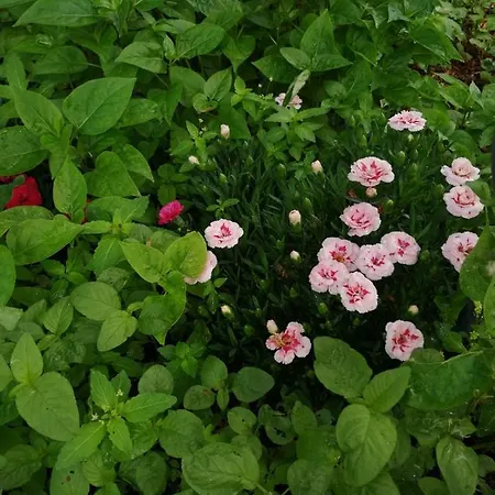 Casa Flor 2 Mai